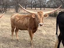 MN Bubba's Patty LaBelle