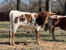 MN Miss Remington
