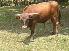 MN Raisn Tuff Love