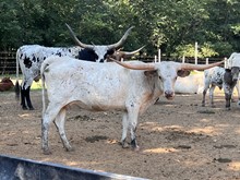 MN Bubba's Cowgirl Texie