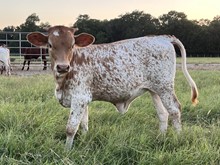 MN 50Shades Speckled