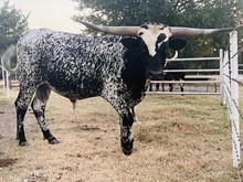 MN Rowdy's Dark Grey