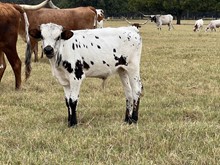 MN Charro's Twigster