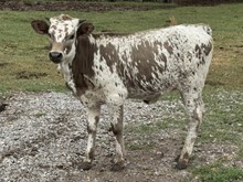 MN 50Shades of Speckles