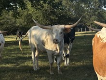 MN Raptor's Cowgirl