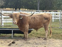 MN 50Shades Jamakizm Tuff