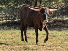 MN Concealed Pretty Paige