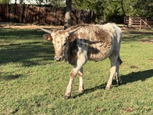 MN 50Shades of Speckles