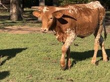 MN 50 Shades of 7/11