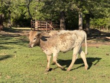 MN Raptor's Glamgirl