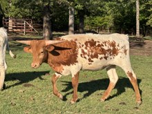 MN Raptor's Little Queen