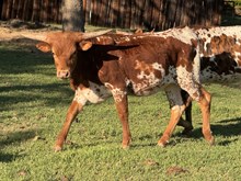 MN Raptor's Ramblin Rose