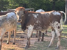 MN 50Shades of Winning