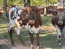 MN Raptor's Forgetting