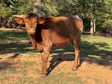 MN 50Shades of JamakizmJub