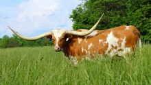 Rustic Patty