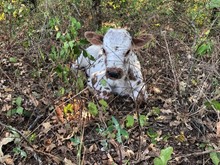 Belle Cane bull calf