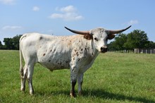 MN Bubba's Majestic Cowboy