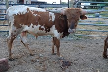 Bull calf