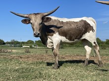  MN 50Shades Grulla Magic