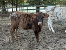 Tuff x Big Energy 25 Bull Calf