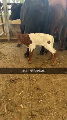 MN REBEL ZOEY x HL HEADS UP - TAG 3431