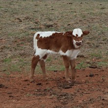 Bull Calf -Dam MN Bubba's Tuff Cowgirl