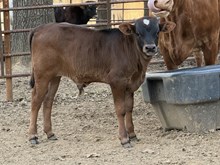 Tuff x Saltillo Outback Agie