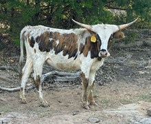 LCL's Thelma