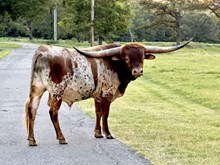 MN Charro's  Playboy Angel