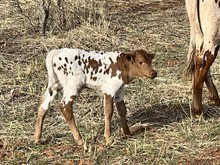 Bull Calf MN Bossy Little Bertha