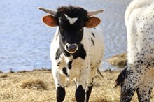 Tuff x Kickstart My Heart