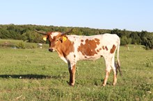 LCL's Reba