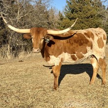 Wyatt Earp's Woman MR