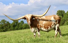 Rustic Patty