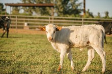 KR Double or Nothing