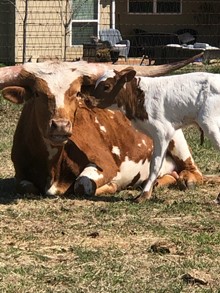 Super bull calf